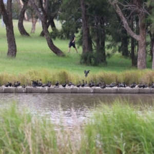 Phalacrocorax sulcirostris at Tuggeranong Creek to Monash Grassland - 29 Dec 2023