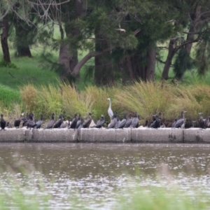 Phalacrocorax sulcirostris at Tuggeranong Creek to Monash Grassland - 29 Dec 2023 12:29 PM