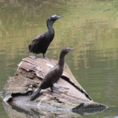 Phalacrocorax sulcirostris at Tuggeranong Creek to Monash Grassland - 29 Dec 2023