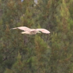 Nycticorax caledonicus (Nankeen Night-Heron) at Monash, ACT - 29 Dec 2023 by RodDeb