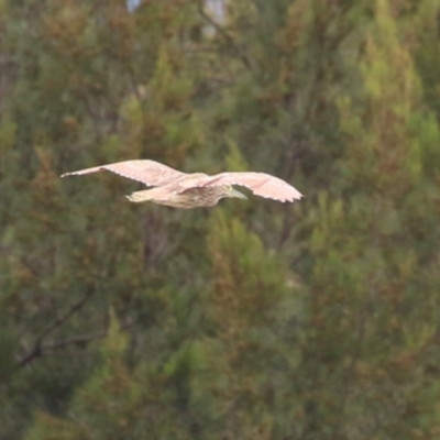 Nycticorax caledonicus (Nankeen Night-Heron) at Tuggeranong Creek to Monash Grassland - 29 Dec 2023 by RodDeb