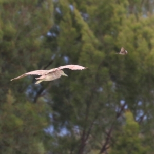 Nycticorax caledonicus at Isabella Pond - 29 Dec 2023 01:41 PM