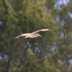 Nycticorax caledonicus at Isabella Pond - 29 Dec 2023 01:41 PM