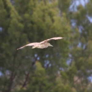 Nycticorax caledonicus at Isabella Pond - 29 Dec 2023 01:41 PM