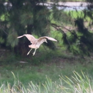 Nycticorax caledonicus at Isabella Pond - 29 Dec 2023 01:41 PM