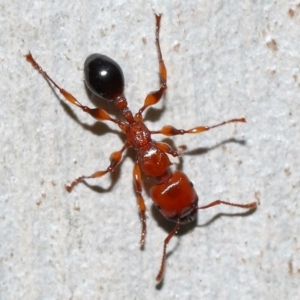 Podomyrma gratiosa at Capalaba, QLD - 29 Dec 2023 11:33 AM