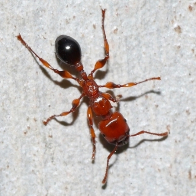 Unidentified Ant (Hymenoptera, Formicidae) at Capalaba, QLD - 29 Dec 2023 by TimL