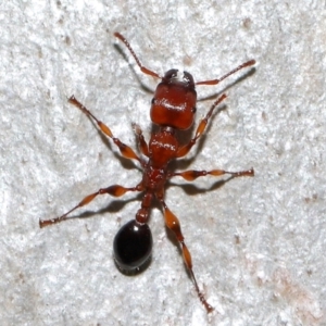 Podomyrma gratiosa at Capalaba, QLD - 29 Dec 2023 11:33 AM