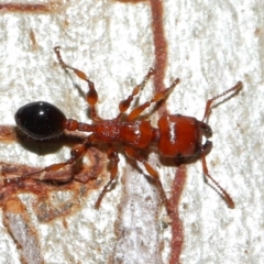 Podomyrma gratiosa at Capalaba, QLD - 29 Dec 2023