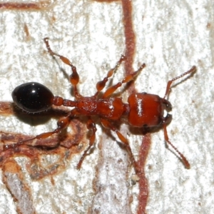 Podomyrma gratiosa at Capalaba, QLD - 29 Dec 2023