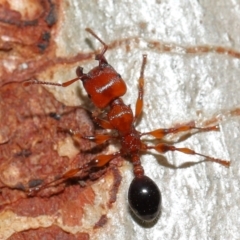 Podomyrma gratiosa at Capalaba, QLD - 29 Dec 2023