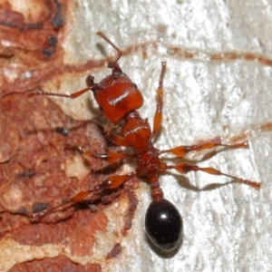 Podomyrma gratiosa at Capalaba, QLD - 29 Dec 2023 11:33 AM