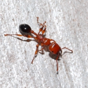 Podomyrma gratiosa at Capalaba, QLD - 29 Dec 2023 11:33 AM