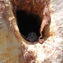 Aegotheles cristatus (Australian Owlet-nightjar) at Capalaba, QLD - 28 Dec 2023 by TimL