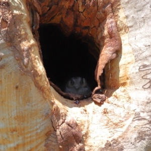 Aegotheles cristatus at Capalaba, QLD - 29 Dec 2023