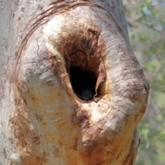 Aegotheles cristatus at Capalaba, QLD - 29 Dec 2023