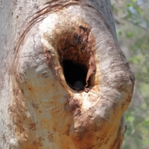 Aegotheles cristatus at Capalaba, QLD - 29 Dec 2023