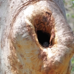 Aegotheles cristatus at Capalaba, QLD - 29 Dec 2023