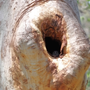 Aegotheles cristatus at Capalaba, QLD - 29 Dec 2023