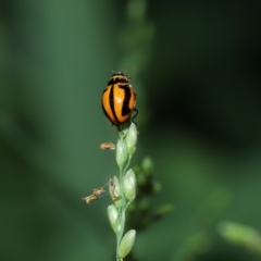 Micraspis frenata (Striped Ladybird) at Capalaba, QLD - 28 Dec 2023 by TimL