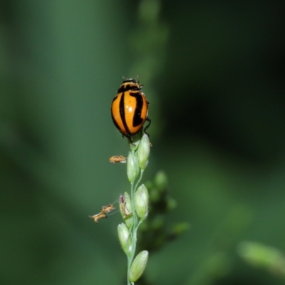 Micraspis frenata (Striped Ladybird) at Capalaba, QLD - 29 Dec 2023 by TimL