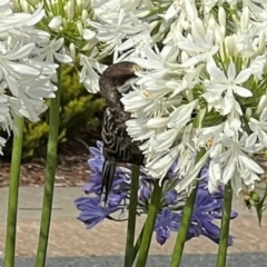 Anthochaera carunculata at Holt, ACT - 29 Dec 2023