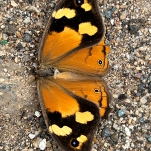 Heteronympha merope at QPRC LGA - 29 Dec 2023 10:12 AM