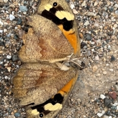 Heteronympha merope at QPRC LGA - 29 Dec 2023 10:12 AM