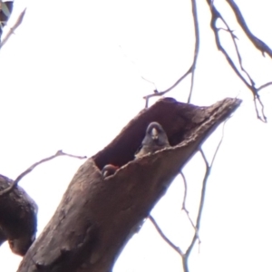 Callocephalon fimbriatum (identifiable birds) at Cook, ACT - 29 Dec 2023