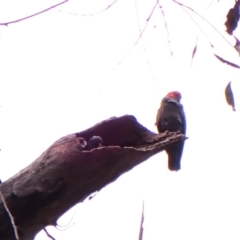 Callocephalon fimbriatum (identifiable birds) at Cook, ACT - 29 Dec 2023