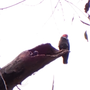 Callocephalon fimbriatum (identifiable birds) at Cook, ACT - suppressed