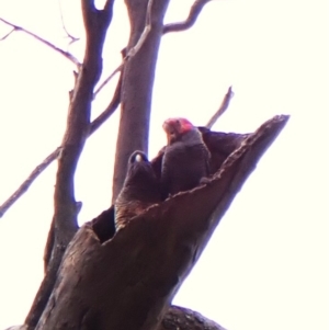 Callocephalon fimbriatum (identifiable birds) at Cook, ACT - 29 Dec 2023