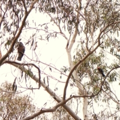 Callocephalon fimbriatum (identifiable birds) at Cook, ACT - 29 Dec 2023