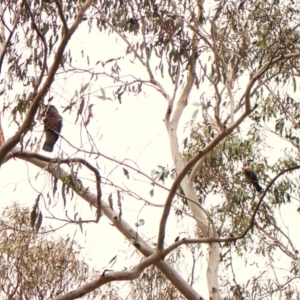 Callocephalon fimbriatum (identifiable birds) at Cook, ACT - 29 Dec 2023