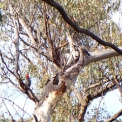 Callocephalon fimbriatum (Gang-gang Cockatoo) at Aranda, ACT - 28 Dec 2023 by CathB