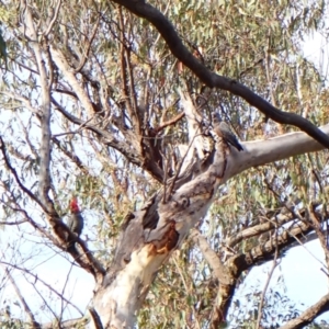 Callocephalon fimbriatum at Aranda Bushland - 28 Dec 2023