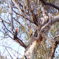 Callocephalon fimbriatum at Aranda Bushland - 28 Dec 2023