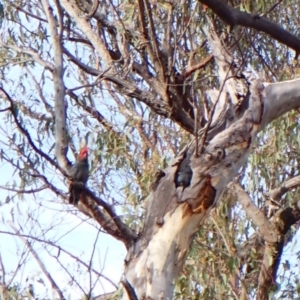 Callocephalon fimbriatum at Aranda Bushland - 28 Dec 2023