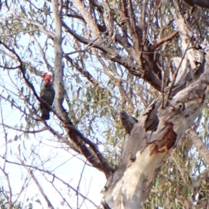 Callocephalon fimbriatum at Aranda Bushland - suppressed