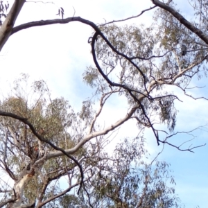 Callocephalon fimbriatum at Aranda Bushland - suppressed