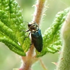 Aaaaba fossicollis (Raspberry jewel beetle) at Mount Painter - 29 Dec 2023 by CathB