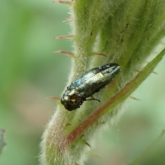 Aaaaba fossicollis at Mount Painter - 29 Dec 2023