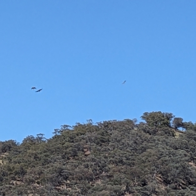 Haliaeetus leucogaster at Bungongo State Forest - 29 Dec 2023 by Bidge