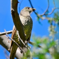 Ptilonorhynchus violaceus (Satin Bowerbird) at Evatt, ACT - 29 Dec 2023 by Thurstan