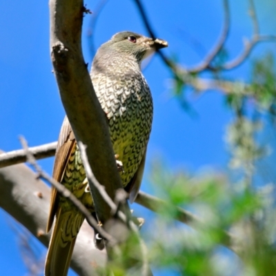 Ptilonorhynchus violaceus (Satin Bowerbird) at Evatt, ACT - 29 Dec 2023 by Thurstan