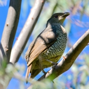 Ptilonorhynchus violaceus at Evatt, ACT - 30 Dec 2023 10:25 AM