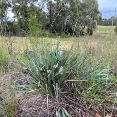 Dianella tarda (Late-flower Flax-lily) at Orange, NSW - 29 Dec 2023 by JT1997