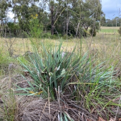 Dianella tarda at Orange, NSW - 29 Dec 2023 by JT1997