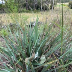 Dianella tarda at Orange, NSW - 29 Dec 2023 11:51 AM