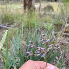 Dianella tarda at Orange, NSW - 29 Dec 2023 11:51 AM